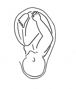 ohr-akupunktur foetus